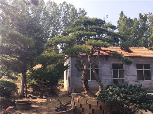 风景松批发基地