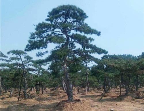 迎客松批发基地