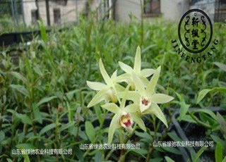 山东东营铁皮石斛是 润肺排毒好帮手  