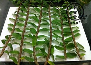 山东东营种植室内石斛有妙招