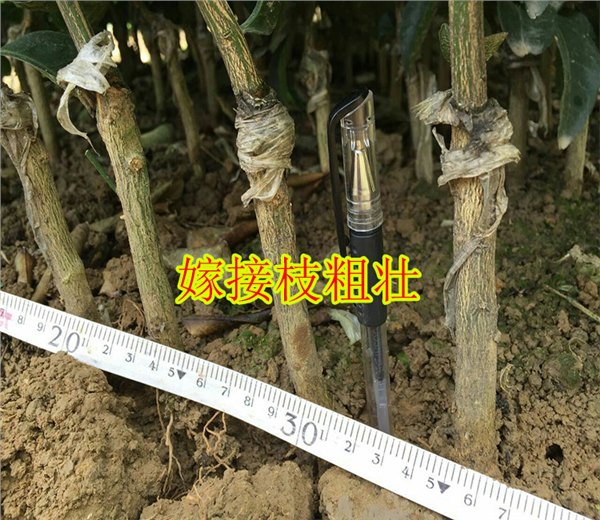 惠州供应明柳甜桔苗｜惠州明柳甜桔苗基地批发｜惠州明柳甜桔苗销售价格