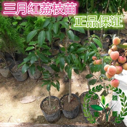 无核荔枝苗|荔枝苗图片|灵山县武利镇威源果苗那里有荔枝苗供应商