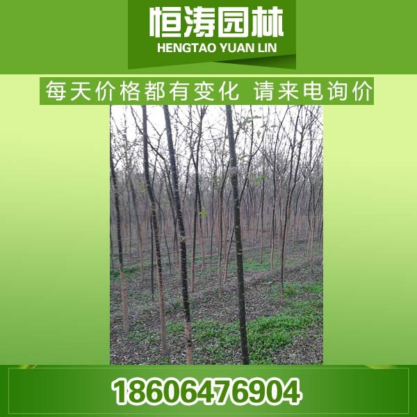 供应19公分法桐价格，20公分法桐采购，21公分法桐销售|求购法桐详细介绍
