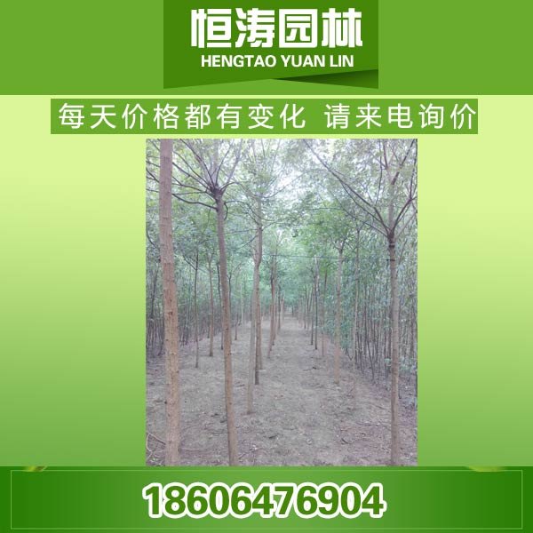 供应18公分法桐价格，19公分法桐采购，20公分法桐销售|求购法桐详细介绍