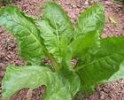 四季根达菜种子-莙荙菜、牛皮菜种子