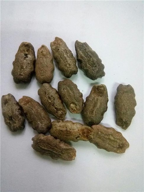 稀奇古怪特长蛇瓜种子 特菜种子