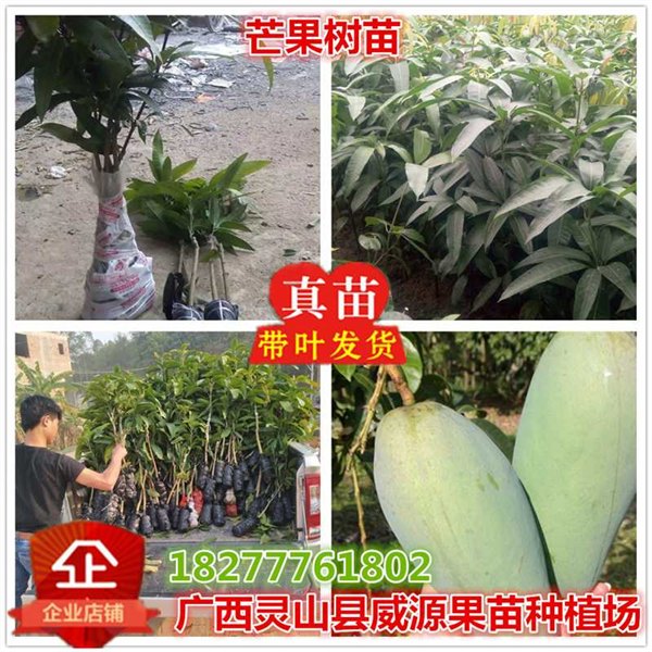 长治芒果苗桂七芒果苗嫁接苗绿化芒果苗那么的芒果苗便宜