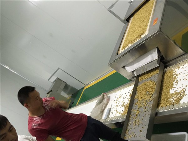 临沂大豆烘熟设备  五谷杂粮熟化机