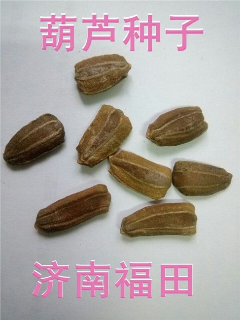 观赏葫芦种子 长柄葫芦种子 观赏葫芦，观赏葫芦种子，葫芦种子，葫芦，长