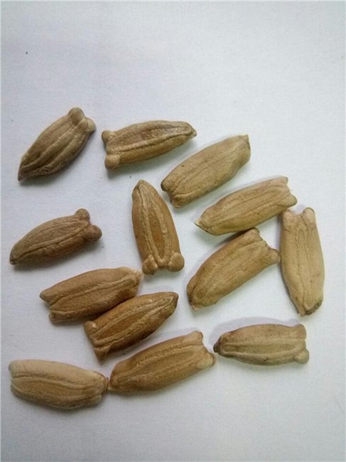 观光旅游农业品种 天鹅葫芦种子图片价格 天鹅葫芦，天鹅葫芦种子，观赏葫