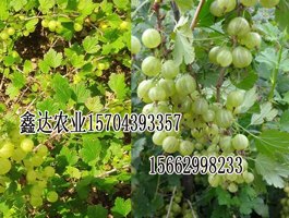 黑龙江灯笼果品种++黑龙江灯笼果出售☆