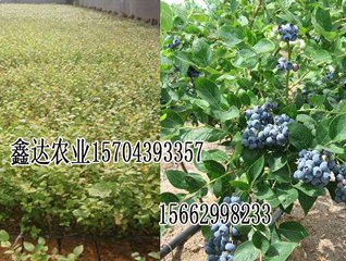 江苏蓝莓苗厂家+江苏蓝莓苗基地+江苏蓝莓苗批发