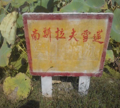 藕种价格 鄂莲五号藕种批发 雪莲藕种哪里有卖