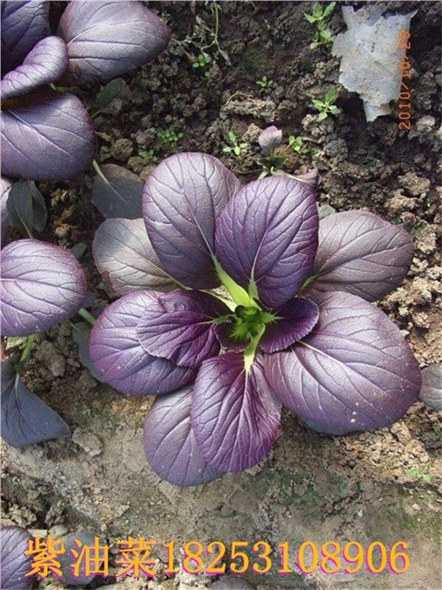 紫油菜 彩色观赏食用油菜种子
