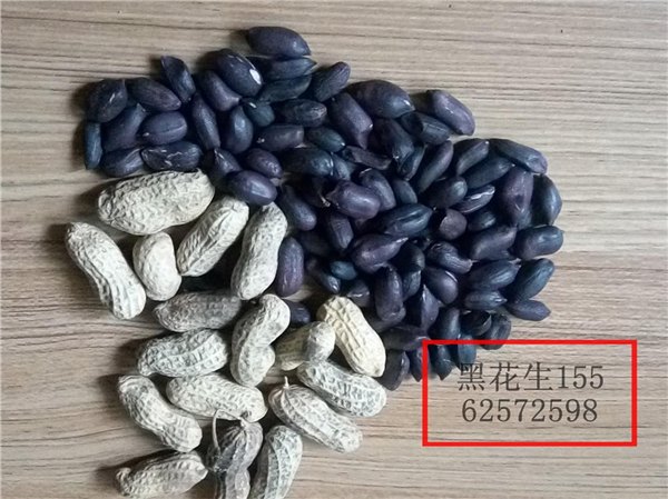 正宗黑花生种子优惠价批发零售