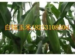 早鲜糯白玉米 白糯玉米种子
