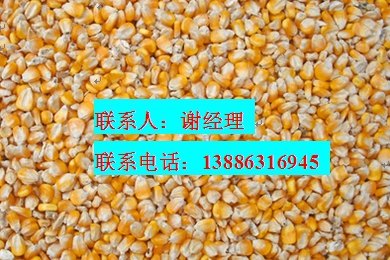求购玉米 菜饼 棉粕 豆粕 大豆