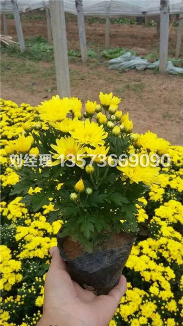 国庆菊种植国庆菊苗批发