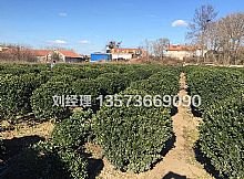 大叶黄杨苗木销售