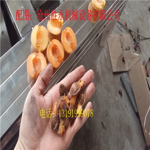 凯特杏去核机价格 图片 厂家