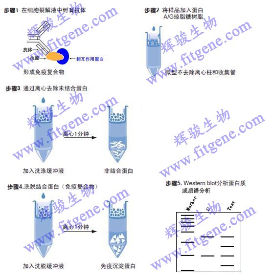 免疫沉淀Immunoprecipitation，IP实验技术服务