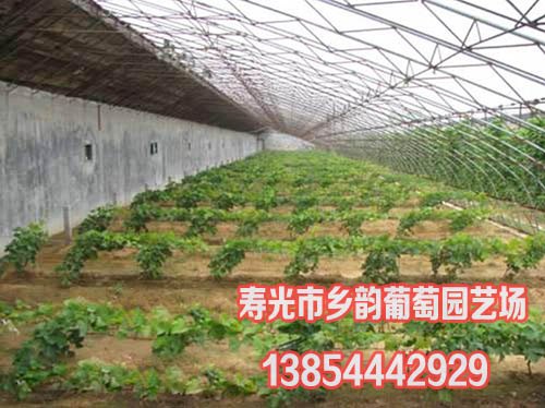 设施葡萄栽培