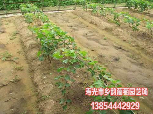 优质葡萄苗供应