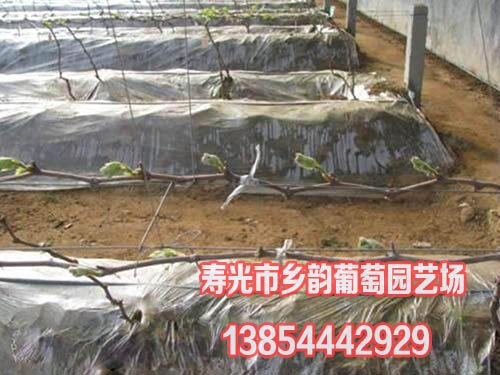 晚熟葡萄苗品种