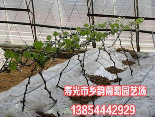晚熟葡萄苗栽培技术