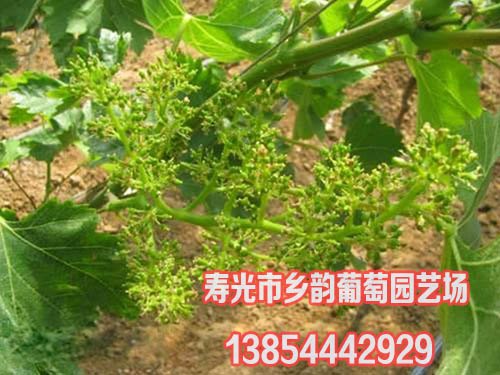 葡萄苗订购价格