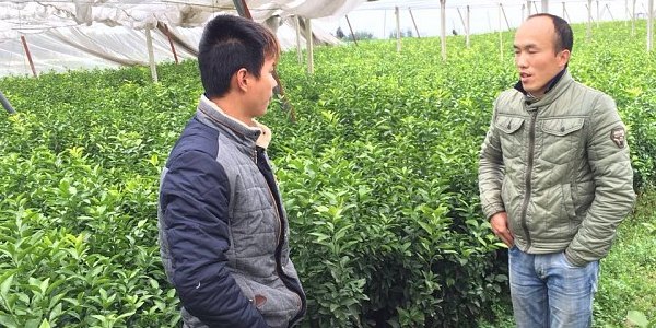清远哪里有特早柑橘苗出售