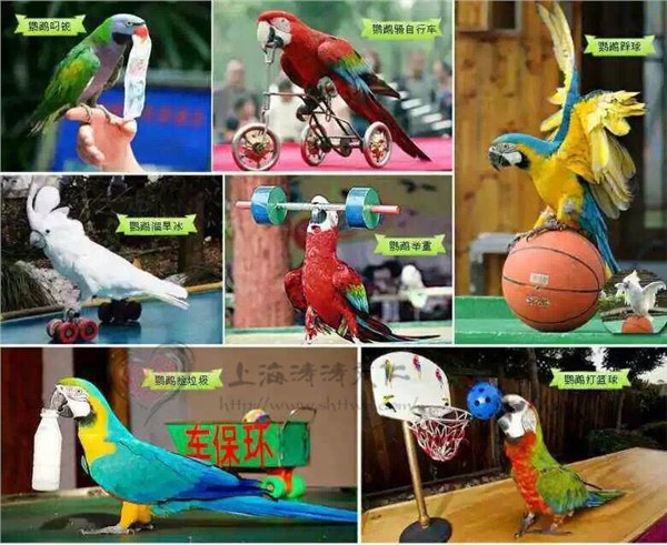 专业冰雕展冰雕报价 冰雕雕刻制作价格优惠