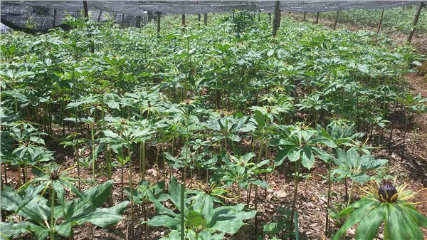 昆明重楼种植基地　云南重楼种苗　滇重楼种苗种苗　独角莲