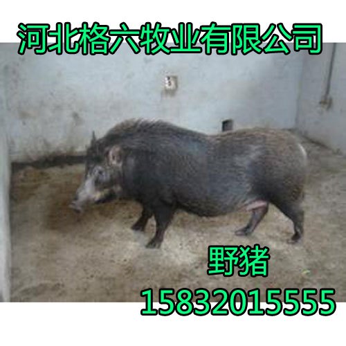山西野猪养殖,野猪养殖基地,河北格六安全放心