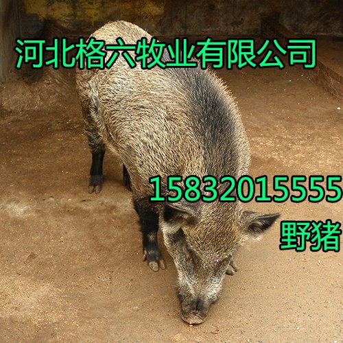 天津野猪养殖,野猪养殖基地|河北格六品质好