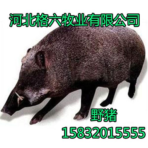 陕西野猪养殖,野猪养殖基地|河北格六纯原生态养殖