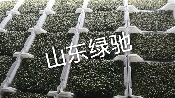 世上无难事，只怕有心人——山东绿驰