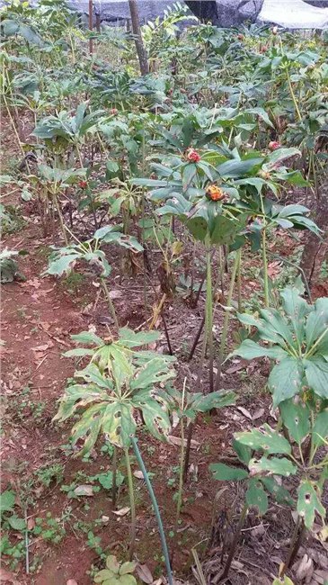 云南重楼收购价格 昆明重楼种苗价格 滇重楼种子 七叶一枝花