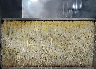 豆芽机品牌的骄子——山东绿驰