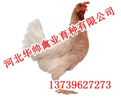 青年鸡,青年鸡价格,华帅青年鸡