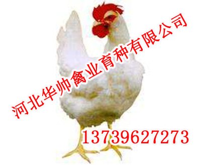 青年鸡,青年鸡厂,华帅青年鸡