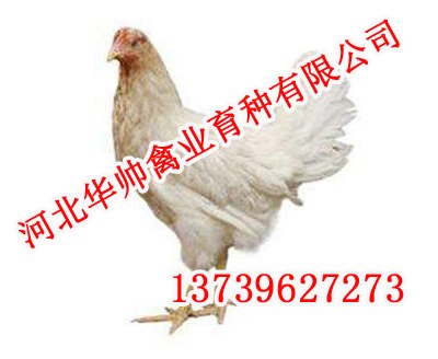 京粉一号,京粉一号批发,华帅青年鸡