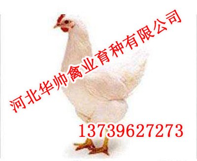 京粉二号,京粉二号批发,华帅青年鸡