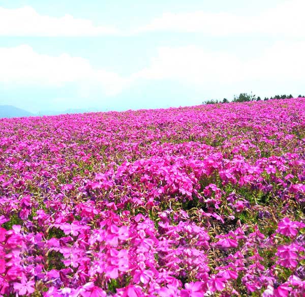 供应山东芝樱小苗哪家好