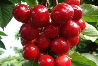 山东美早樱桃苗价格
