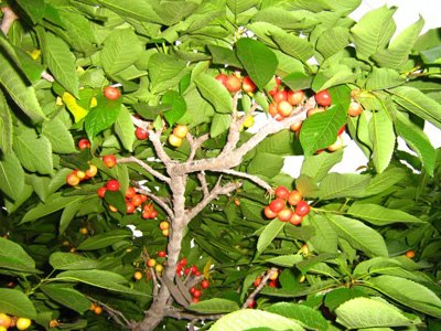 山东美早樱桃苗