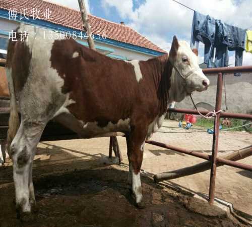 江西肉牛养殖中心/肉牛/湖北肉牛销售电话