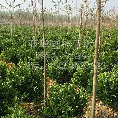 优质绿化苗木批发-沭阳苗木商会