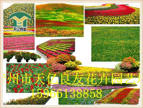 沈阳天亿良友花海专用花卉价格实惠 品质上乘