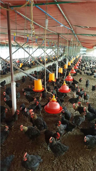 我公司各地供应养殖设备，下料专用食桶设备